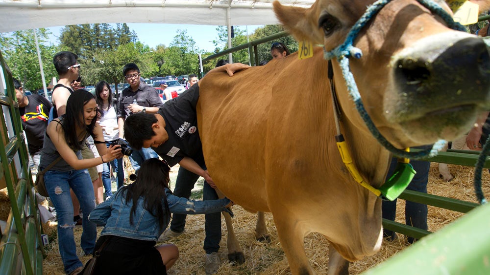 An animal science student helps a student milk a cow at 春色视频 picnic day