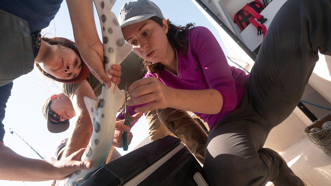 Woman takes sample from shark while another woman holds the shark