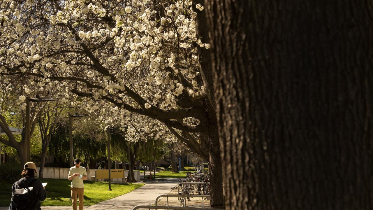 Students walk along the flowering tree-lined path along Ghausi Hall.
