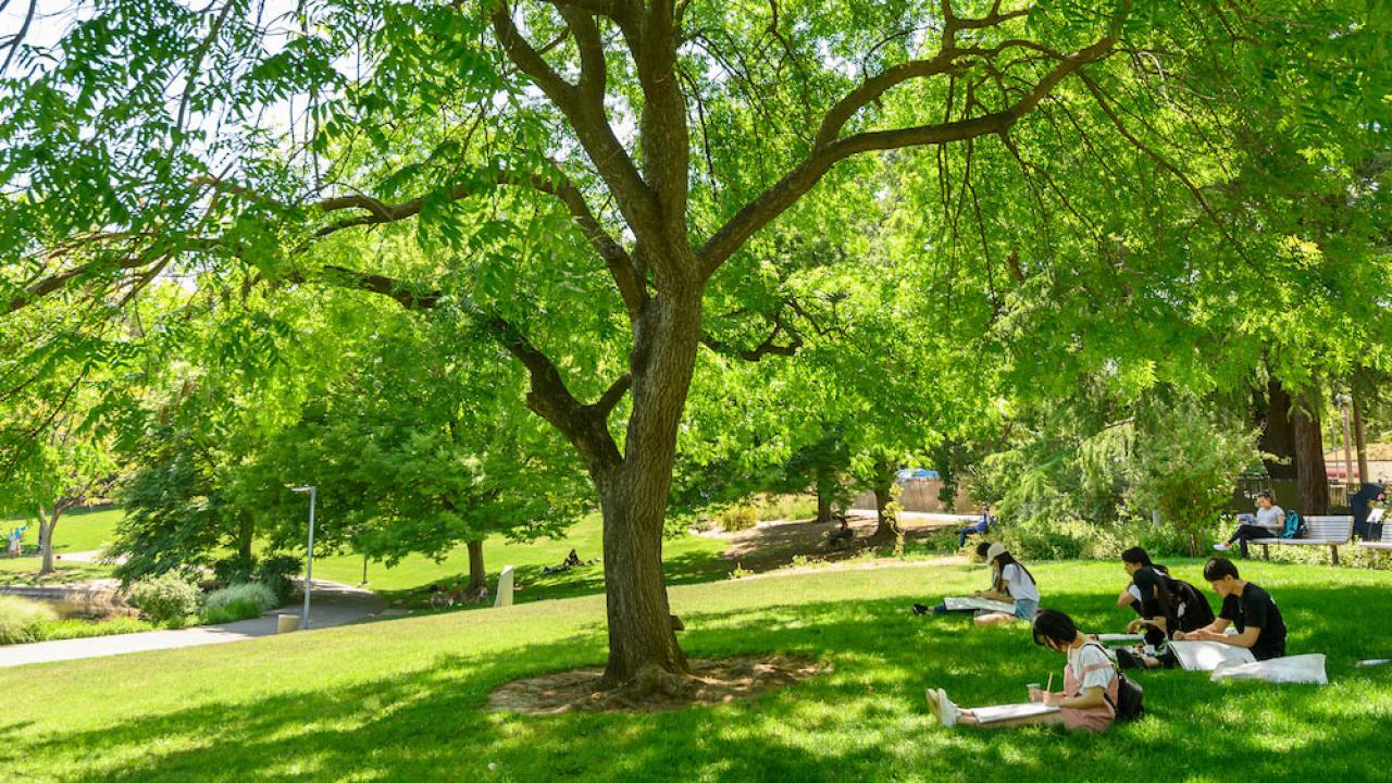 Students study below a large oak tree in the 春色视频 Arboretum