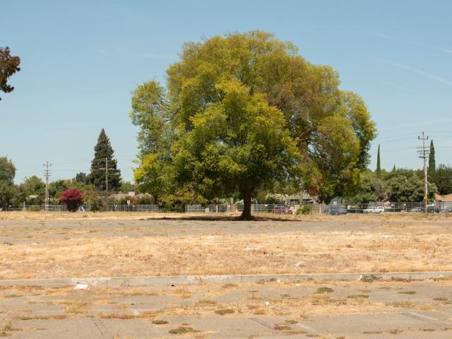 Large tree stands in middle of barrren lot in Sacramento