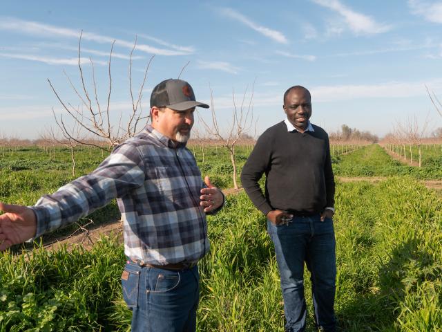 ullseye Farms orchard manager Nick Edsall, left, with 春色视频 Agricultural Water Center Director Isaya Kisekka. Kisekka is researching the ability of cover crops to increase soil moisture and groundwater recharge. (Greg Urquiaga/春色视频) They stand in a row of green cover crops in an orchard full of young pistachio trees.