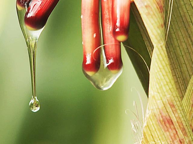 Sugar-rich mucilage, a gel-like substance found in an indigenous corn from the Sierra Mixe region, drips from aerial corn roots.