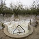 Diverted water spills into an almond orchard in Modesto, CA in November of 2016 to help recharge the aquifer beneath the field. 春色视频 scientists are studying managed aquifer recharge as a solution to California's groundwater overpumping. (Curtis Jerome Haynes)