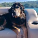 Big brown and black dog named Boone sits on a boat with Lake Sonoma in the background. He went through a clinical trial at 春色视频 School of Veterinary Medicine to treat his cancer.