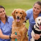 Two veterinary students in blue scrubs smiling and posing with a golden retriever and a Labrador retriever on a grassy field outside Scrubs Cafe, 春色视频.