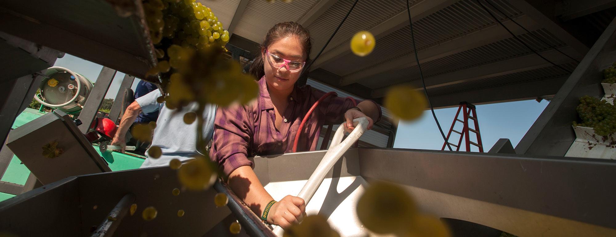 A female student sorts grapes into a large machine